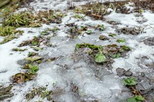 Strawberry leaves on the thawed patch formed after the snow melts in the spring. Preparing strawberry beds for spring. photo