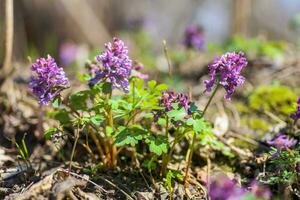 A honey bee collects nectar and pollen from the crested lark, Corydalis. Honey bees close-up with fine details. photo