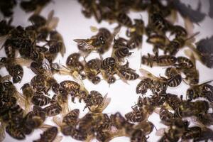 A dead bee on a white background. Infestation of bees with pesticides from the fields, mites, or other diseases photo