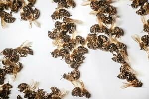 A dead bee on a white background. Infestation of bees with pesticides from the fields, mites, or other diseases photo