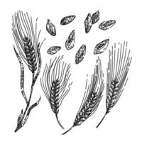 barley set sketch hand drawn vector