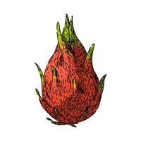 fresh dragon fruit sketch hand drawn vector