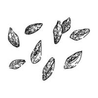 grain barley sketch hand drawn vector