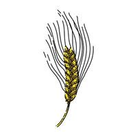 wheat barley sketch hand drawn vector