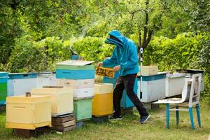 beekeeper returns frame to hive. uniting bee family and puts frame with queen cells in apiary. Beekeeping. photo