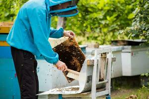 beekeeper shakes bees with frame with single brush to transfer to nucleus box. Artificial insemination of queen bee. Withdrawal of breeding queen bee in beekeeping on nucleus hive apiary. photo