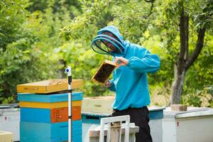 beekeeper returns frame to hive. uniting bee family and puts frame with queen cells in apiary. Beekeeping. photo