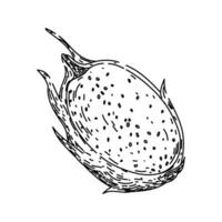 cactus dragon fruit sketch hand drawn vector