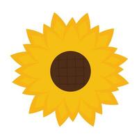Sunflower icon, yellow flower, sunflower seed. vector