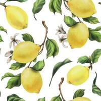 Lemons are yellow, juicy, ripe with green leaves, flower buds on the branches, whole and slices. Watercolor, hand drawn botanical illustration. Seamless pattern on a white background vector