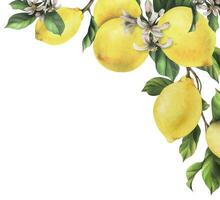 Lemons are yellow, juicy, ripe with green leaves, flower buds on the branches, whole and slices. Watercolor, hand drawn botanical illustration. Frame, template on a white background vector