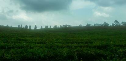 ver de un té plantación en un nublado atmósfera con varios arboles en el antecedentes detrás él. saturado color. foto