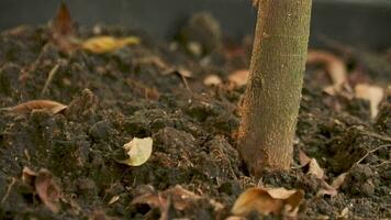 several red ant soldiers who were crossing the tree trunk. moist and bumpy ground. dry leaves falling on the ground. soft focus video