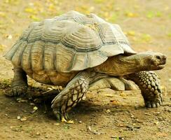 a large tortoise walking on the ground photo