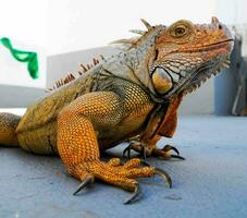 an iguana is sitting on the ground photo