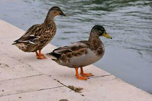 dos patos en pie en un repisa cerca un cuerpo de agua foto