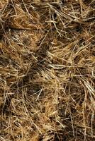 a pile of straw is shown in this photo