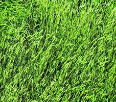 a close up of a field of grass photo