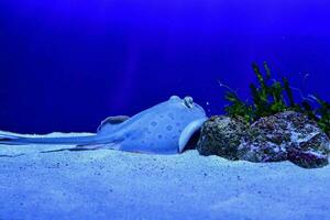 a blue stingray in an aquarium photo