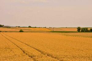 a field of golden wheat in the middle of a field photo