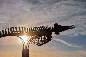 a large skeleton of a fish is in the sun photo