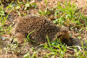 a hedgehog is walking through the grass photo