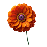 AI generated orange flower isolated on white on transparent background PNG image