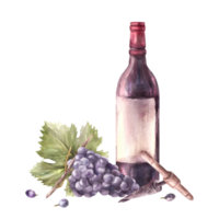 A bottle of red wine with bunch of grapes and grapevine, corkscrew. Watercolour hand draw illustration. Wine making printing of label, flyer, drink menu, wine list, sticker magnet png