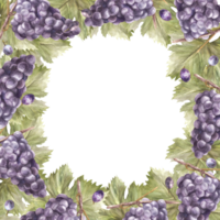 acquerello piazza telaio mazzo di blu uva, le foglie e bacca. vite etichetta mano dipinto illustrazione design di carta, vino elenco, invito, ristorante, bar stampa. png