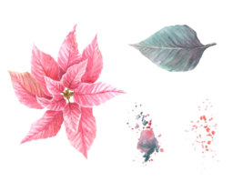 Watercolor painted set of pink red Poinsettia, Pulcherrima flowers, leaves with aquarelle splashes. Traditional plant for Christmas or New Year decor, winter celebrate print. png