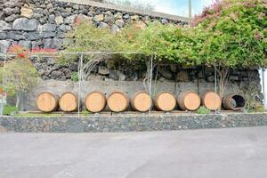 wine barrels in the vineyard photo