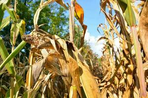 a field of corn with dead leaves photo