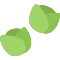 Brussels sprouts illustration design png