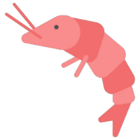 Shrimp illustration design png