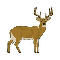 Wild Deer Vector Illustration