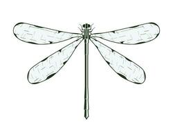 Dragonfly Vector Single Color Illustration