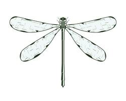 Dragonfly Vector Single Color Illustration