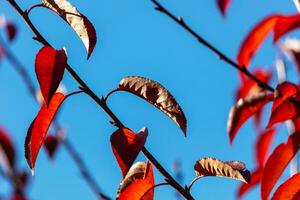 Vibrant autumn leaves in various shades of orange, red, and yellow, creating a stunning carpet of fall foliage. photo