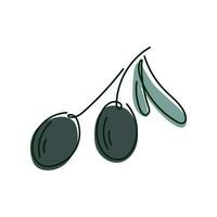 Twig with olive berries and leaves, vector isolated line art illustration.