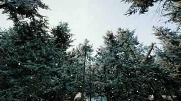 bosque de invierno en la nieve video