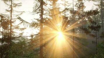 de helder zon stralen van de zonsondergang komt eraan van tussen de boom takken video