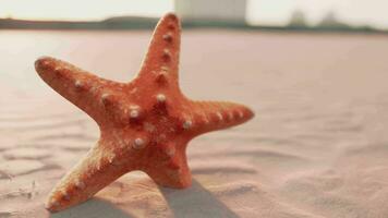 zeester Aan de stad strand video