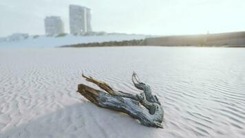 piece of an old root is lying in the sand of the beach video