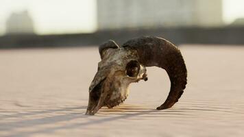 old ram skull on the beach video