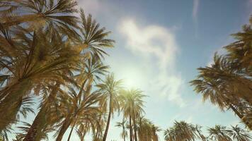 Palm trees vintage toned perspective view to the sky video