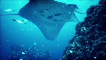 manta raio filtro alimentando acima uma coral recife dentro a azul Komodo águas video