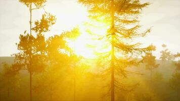 de zon schittering voorbij gaan aan door de mist en boom takken video