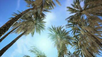 Palm trees vintage toned perspective view to the sky video