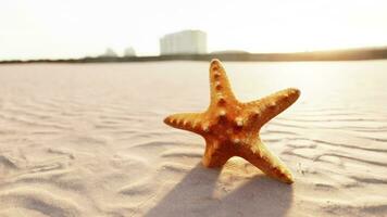 Seestern auf das Stadt Strand video