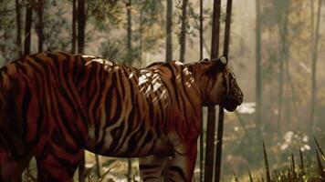 tigre à venir en dehors de bambou forêt video